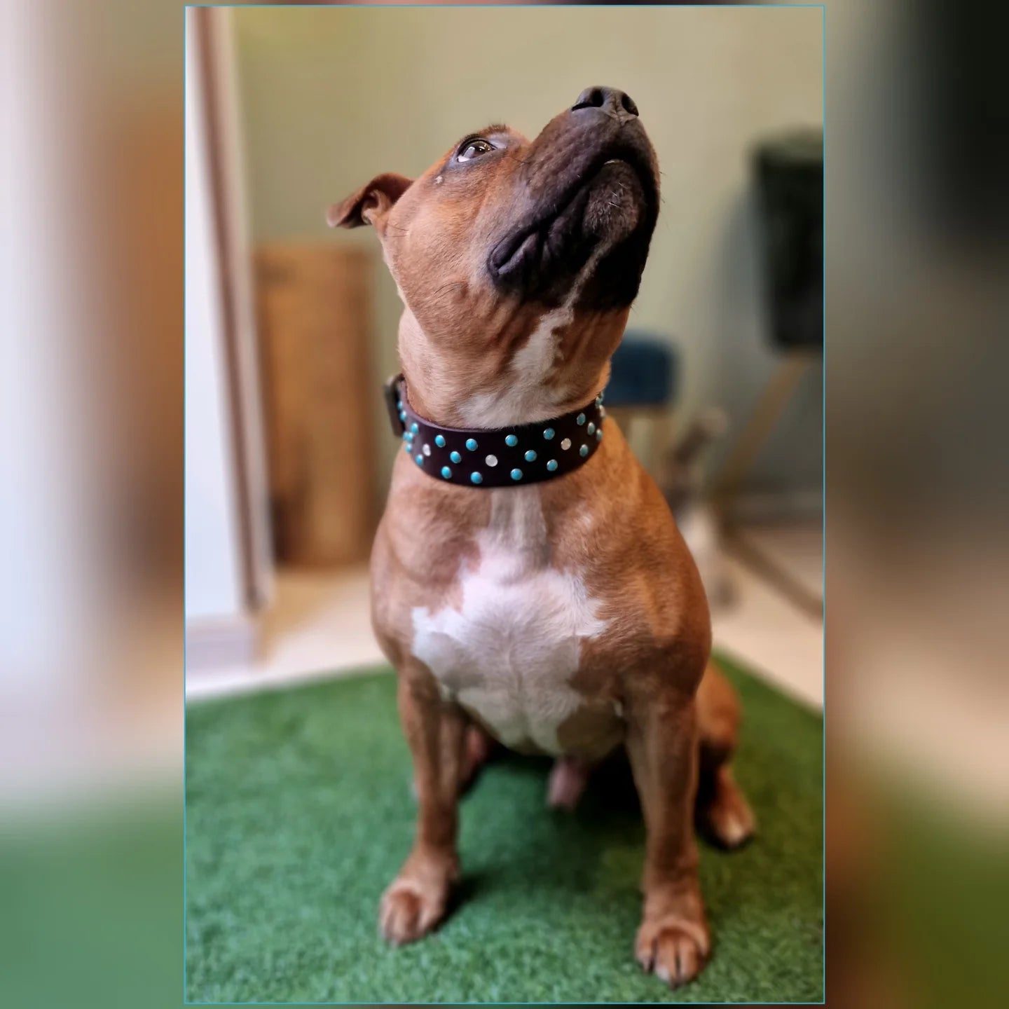 Collare URSA MAJOR (ideale per taglie medie e grandi)