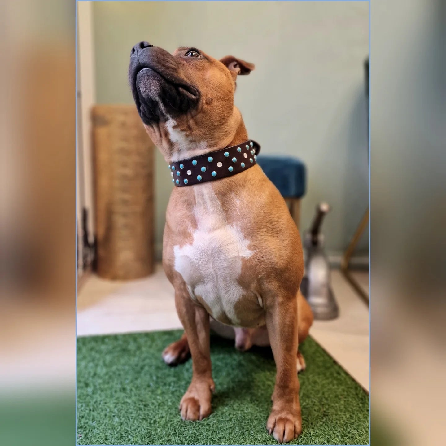 Collare URSA MAJOR (ideale per taglie medie e grandi)