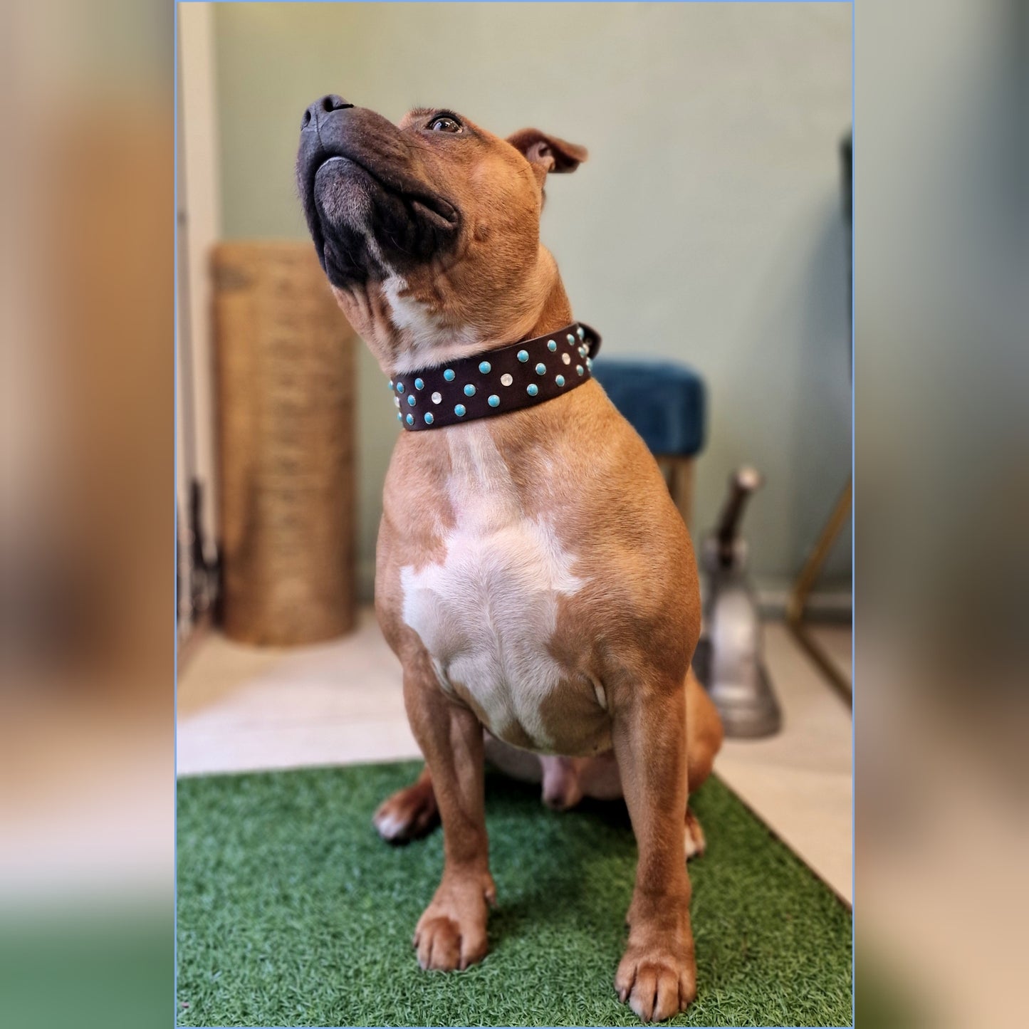 Collare URSA MAJOR (ideale per taglie medie e grandi)