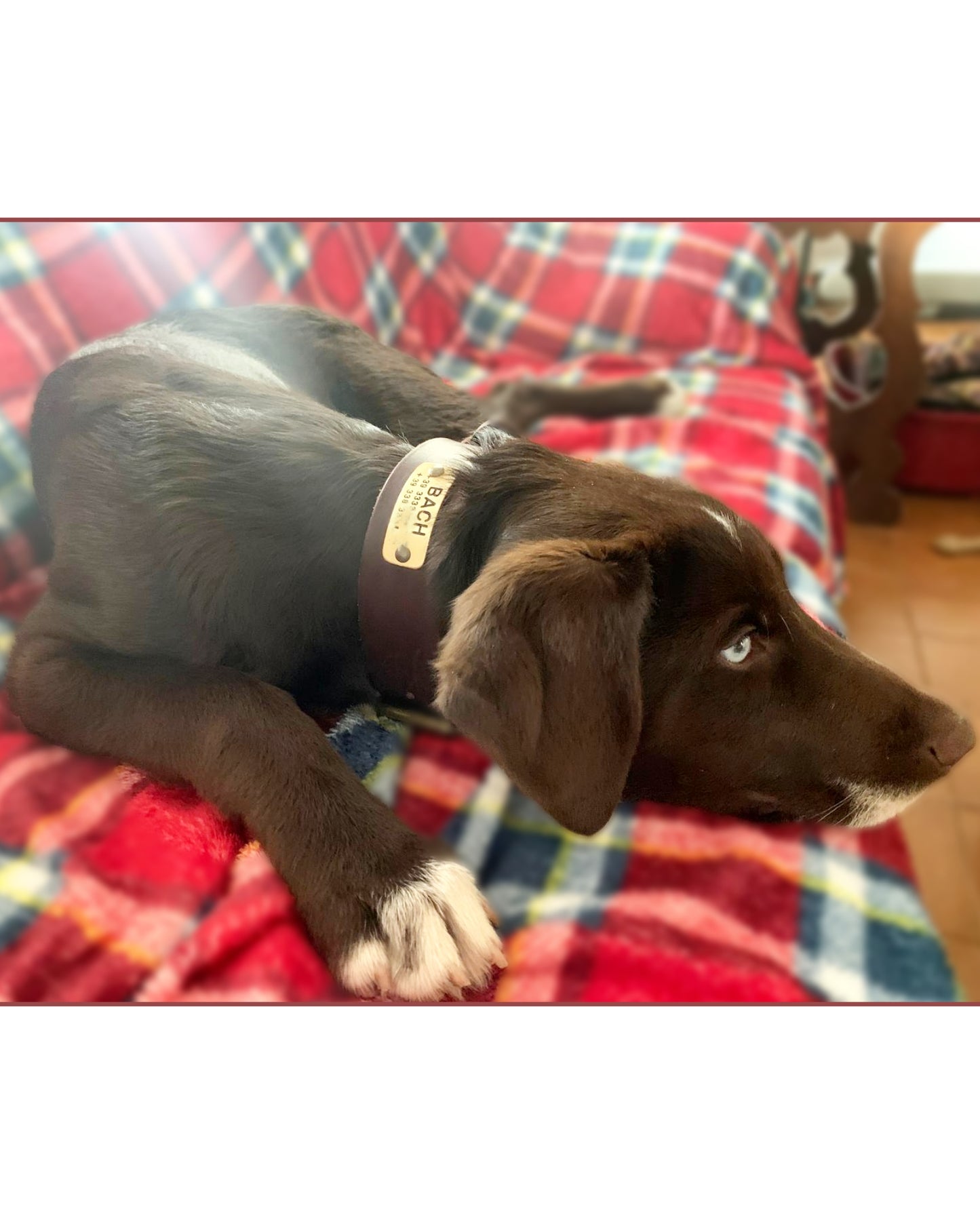 LEPUS collar with engraved name and telephone number (CUSTOMIZABLE FOR ALL SIZES)