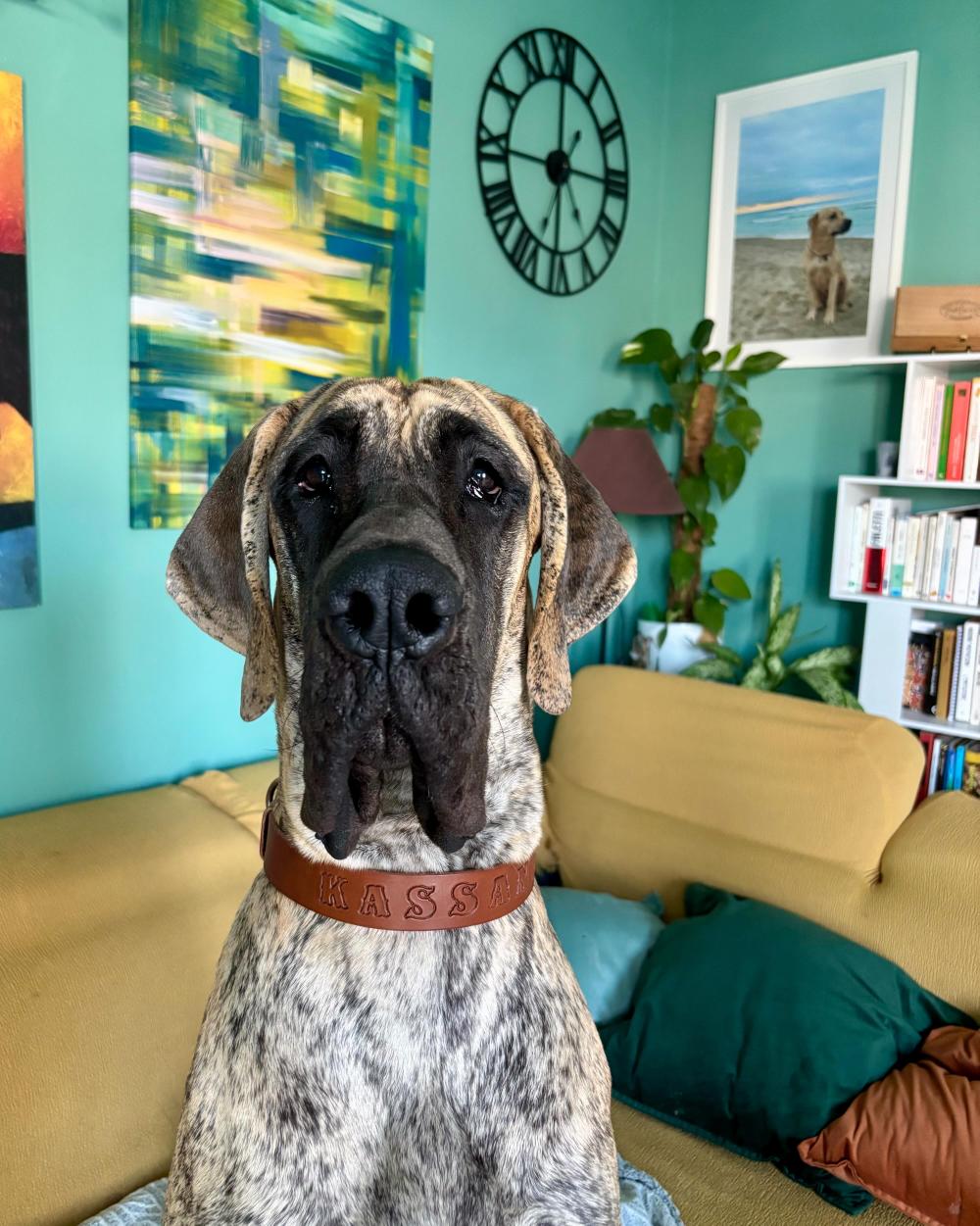 COLLARE MONOCEROS IN CUOIO PER TAGLIE MEDIE-GRANDI-MAXI IMPEGNATIVE, CON  NOME INCISO