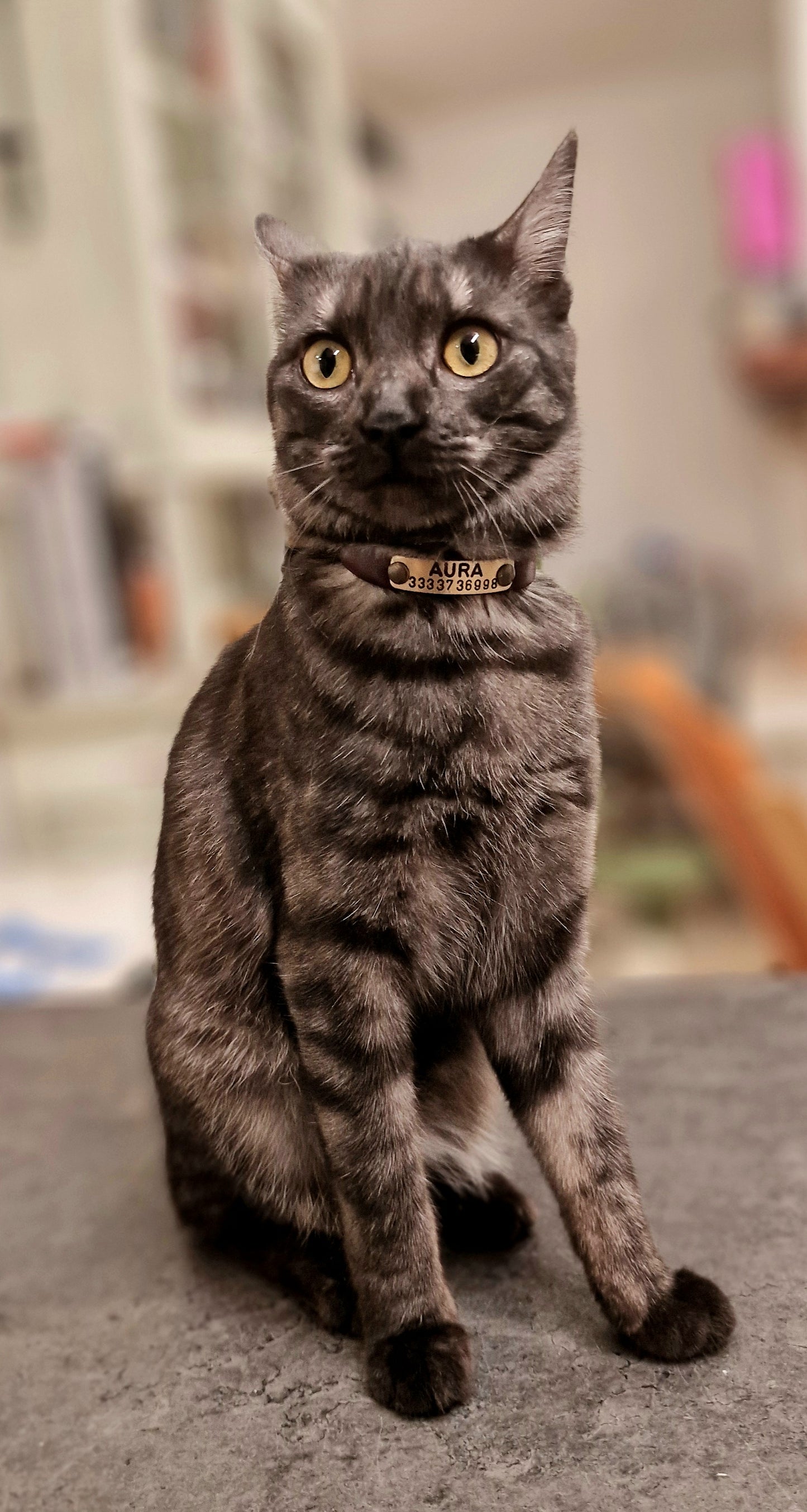 LEPUS collar with engraved name and telephone number (CUSTOMIZABLE FOR ALL SIZES)