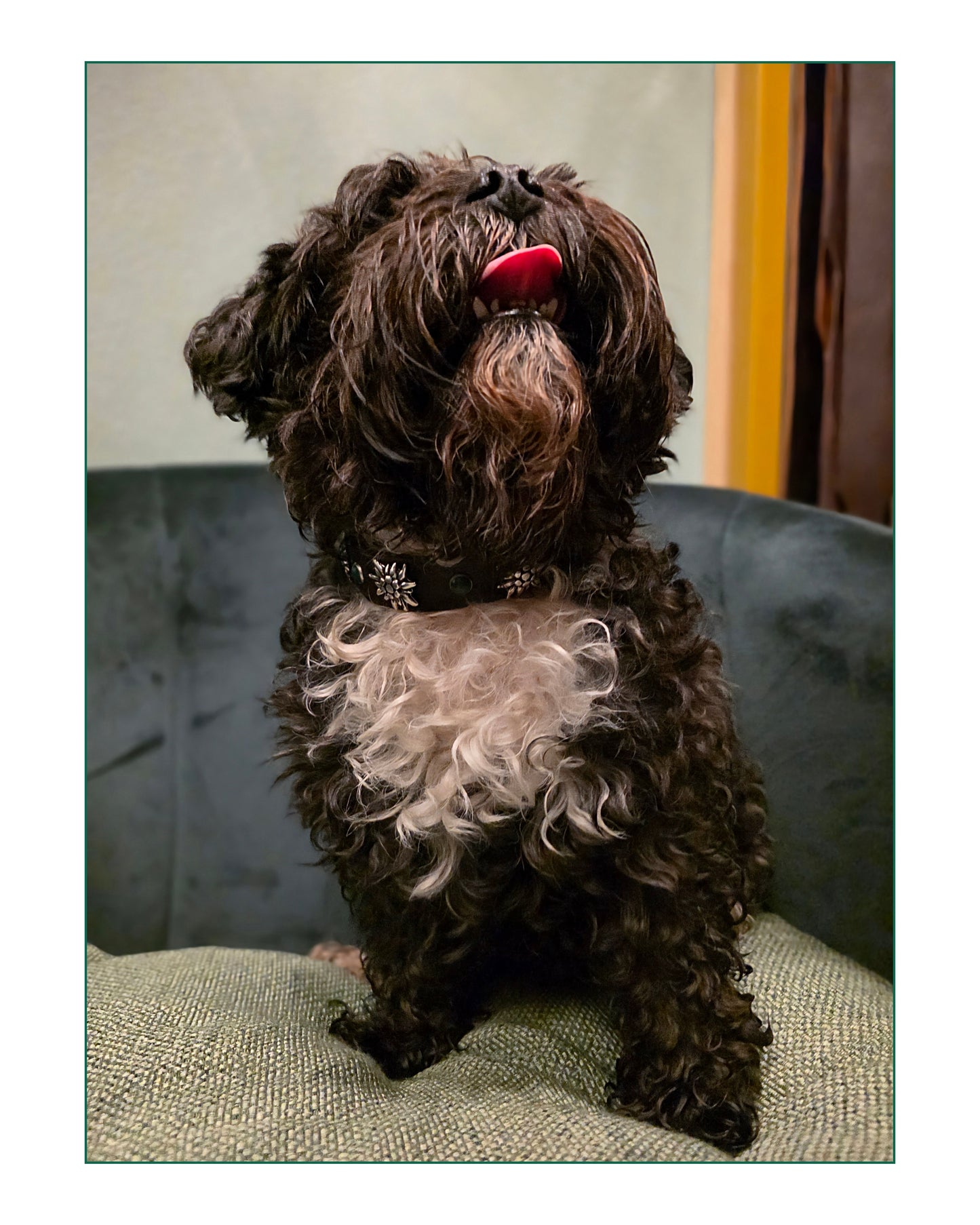 Collare ORION (personalizzabile per tutte le taglie)