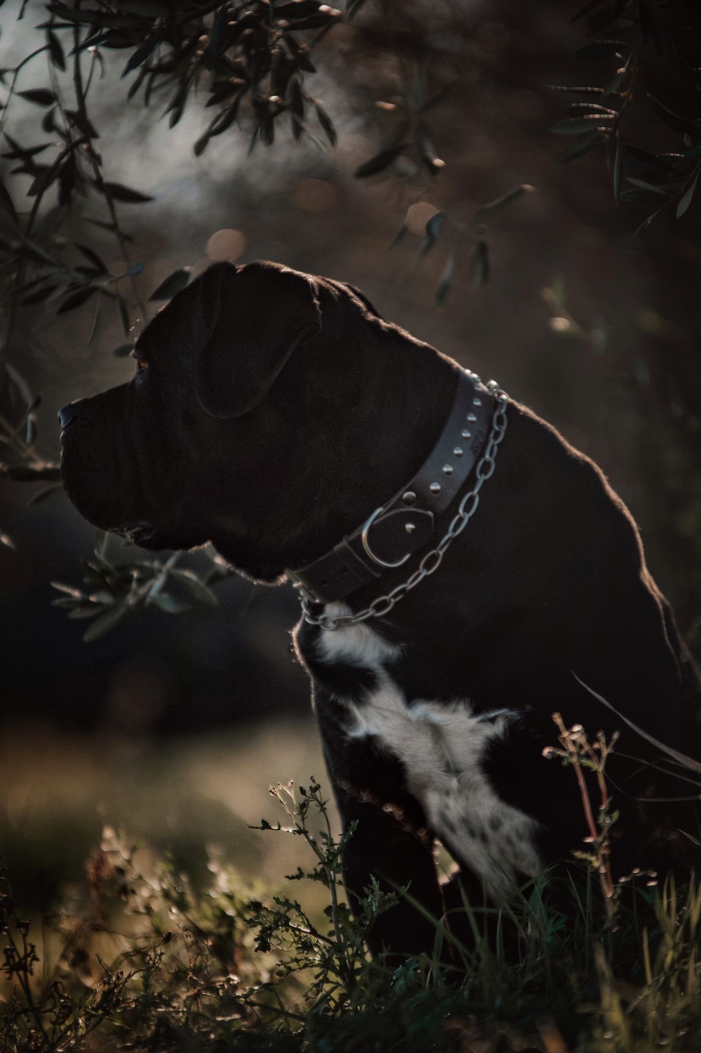 MOZI collar (CUSTOMIZABLE FOR ALL SIZES)