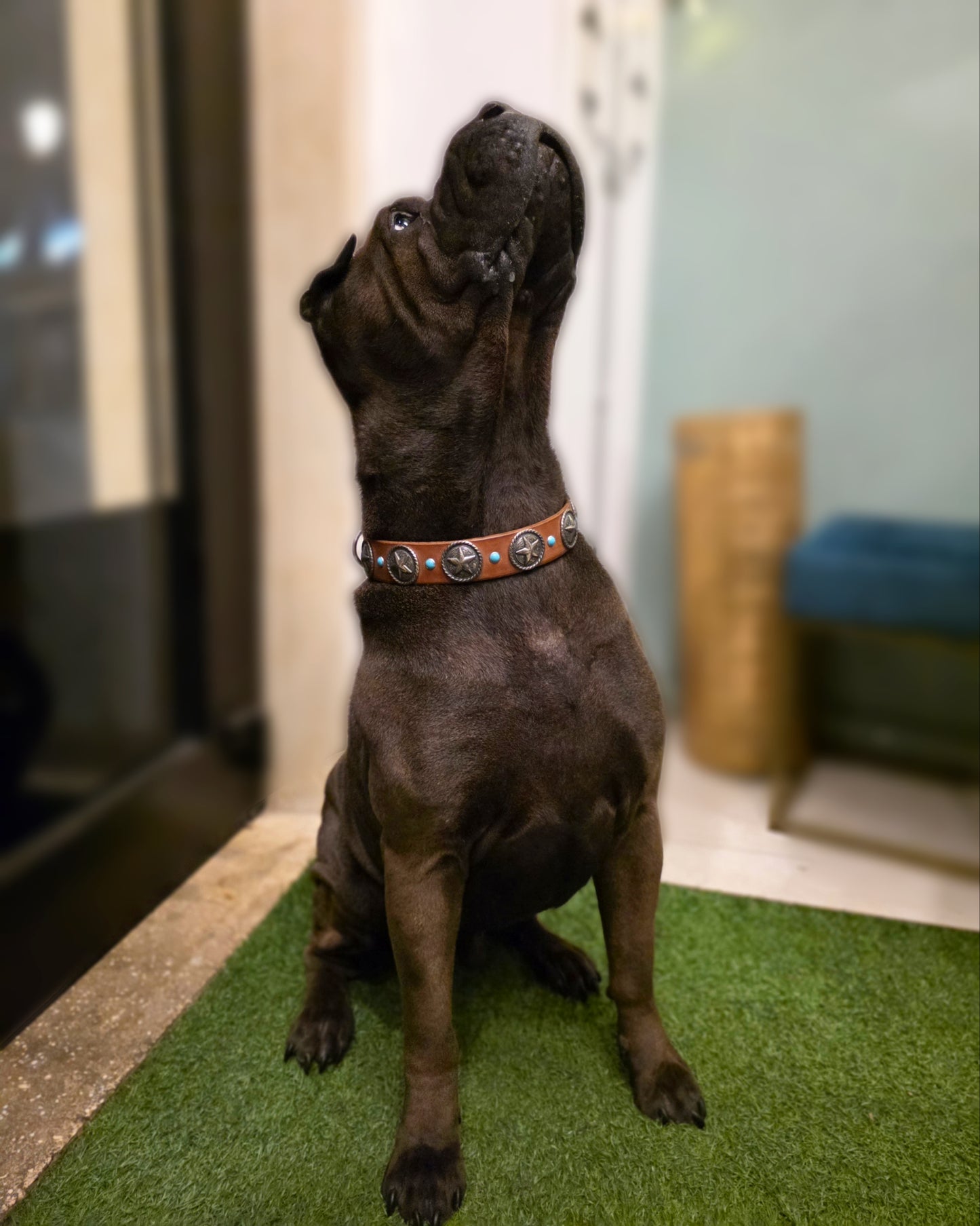 Collare Aries (ideale per taglie medie e grandi)