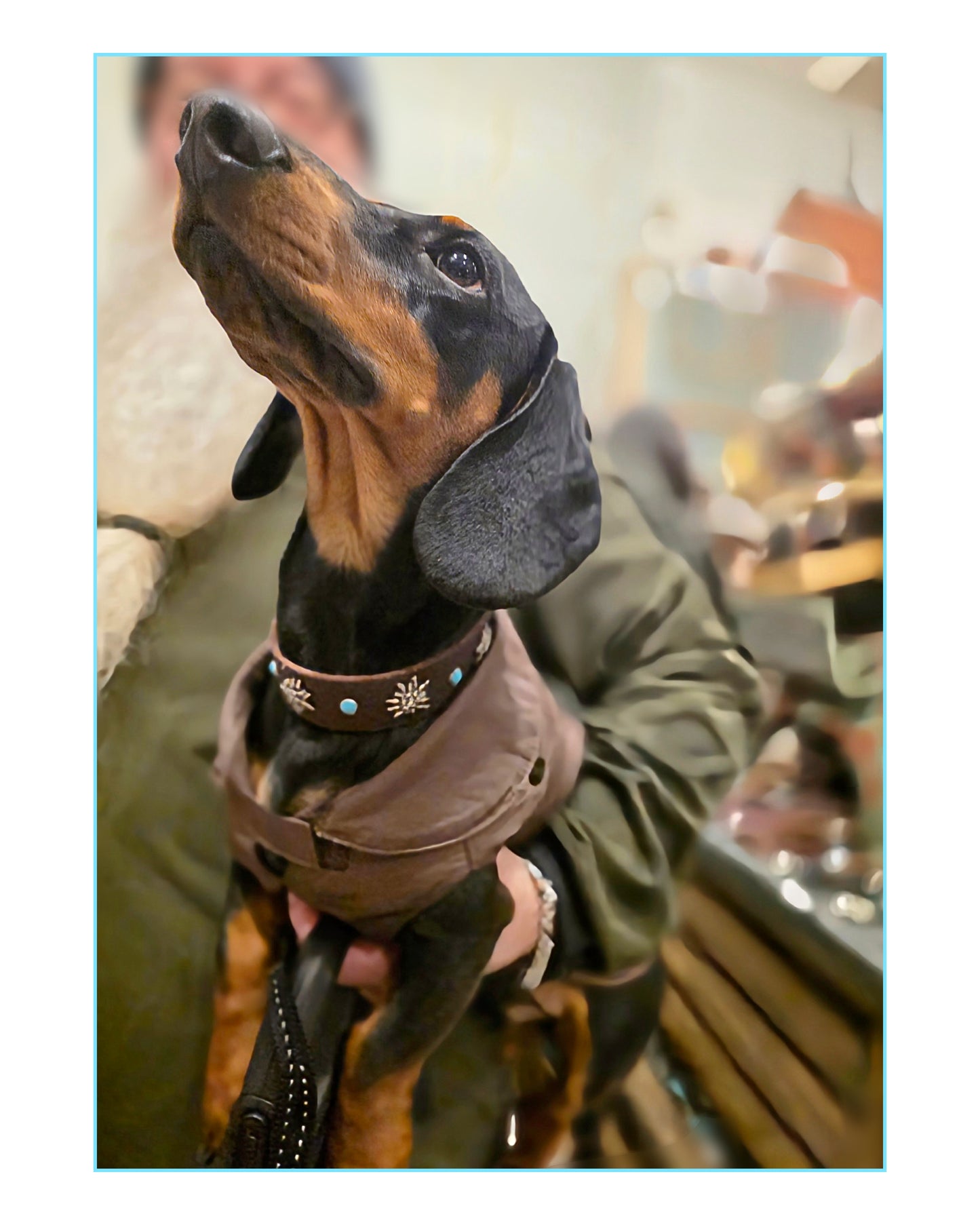 Collare ORION (personalizzabile per tutte le taglie)