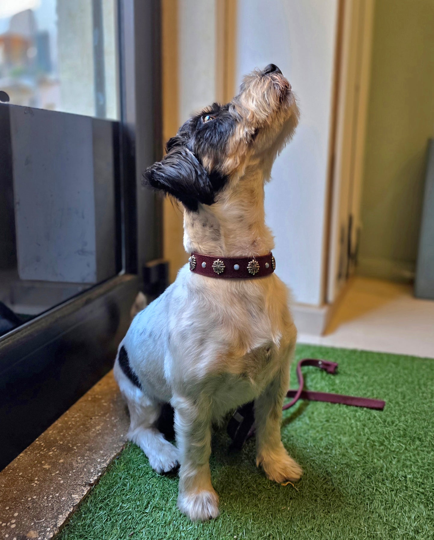 Collare HADAR (personalizzabile per tutte le taglie)