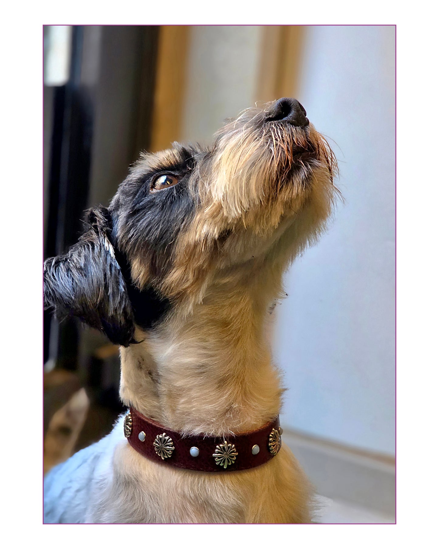 Collare HADAR (personalizzabile per tutte le taglie)