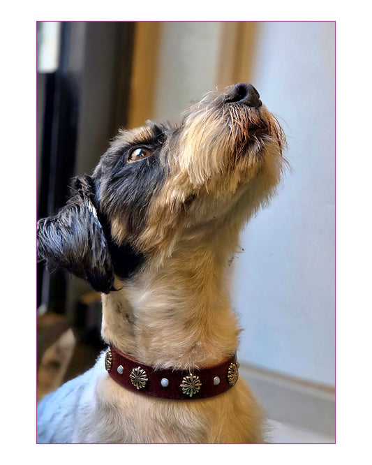 Collare HADAR (personalizzabile per tutte le taglie)