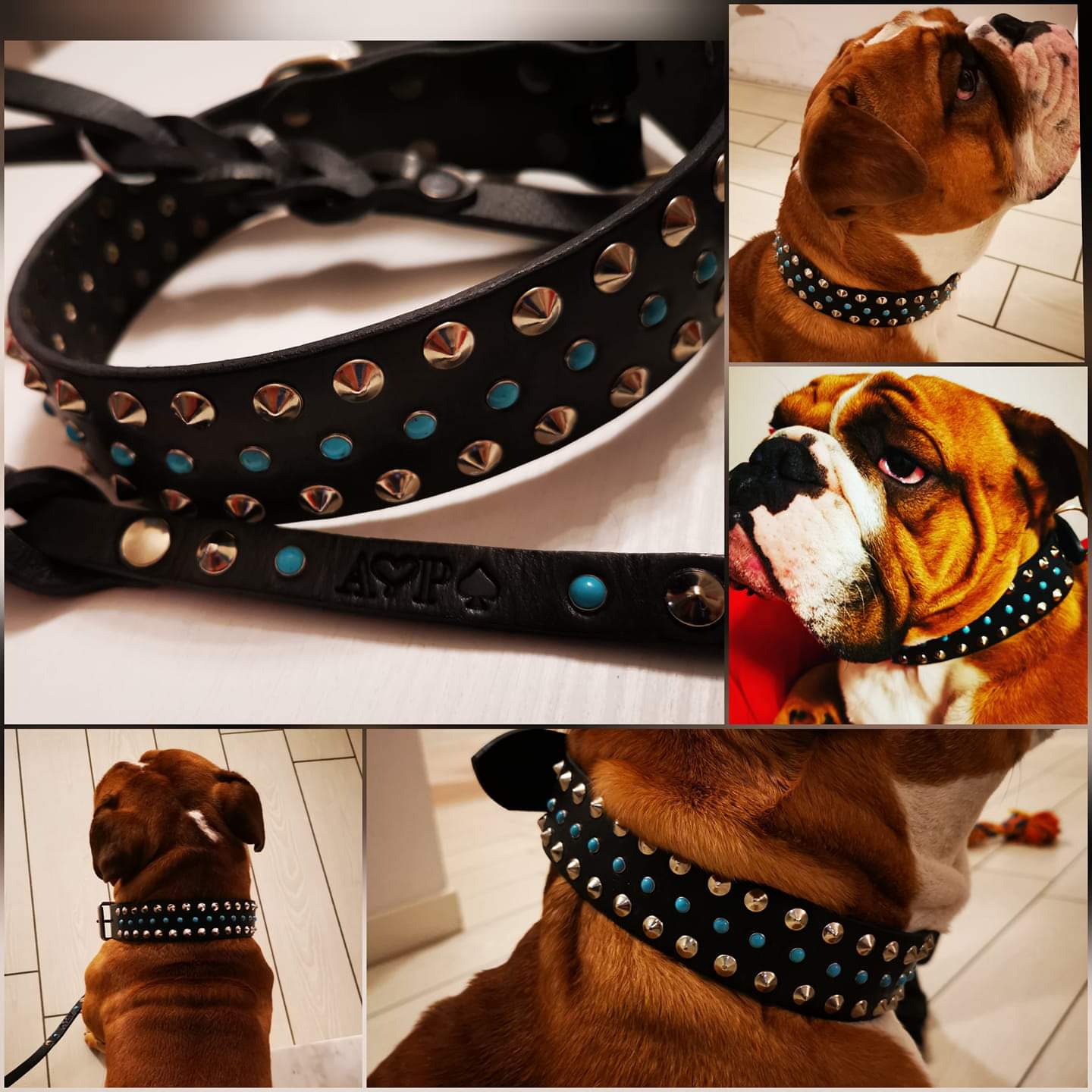 PERSEO collar (ideal for medium and large sizes)